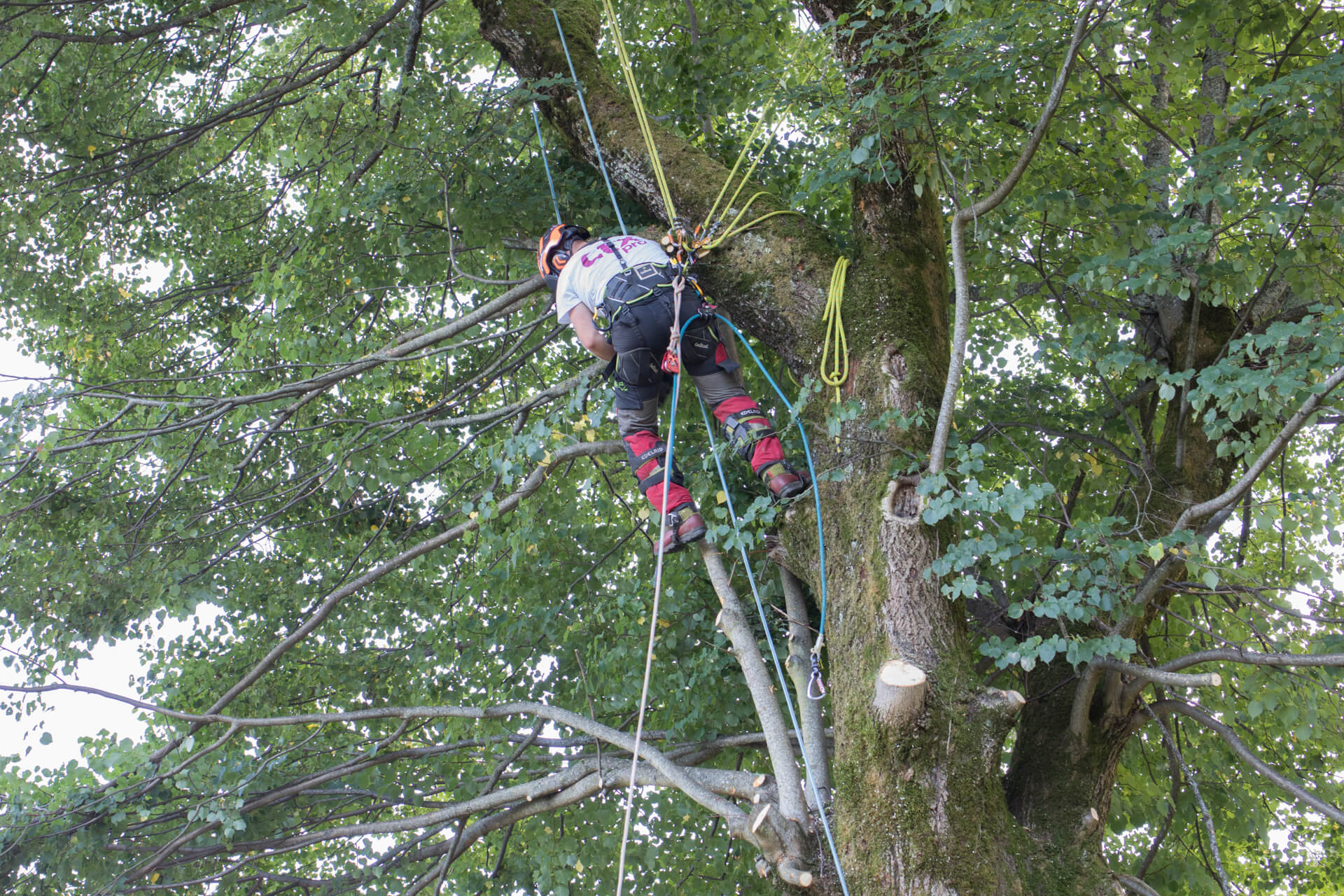 Élagage d’arbre en grimpe encordée à Avignon